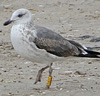 1cy argenteus in November, ringed in Belgium. (25637 bytes)